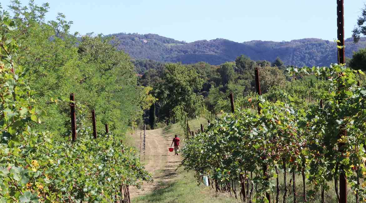 Bosco Delle Vigne