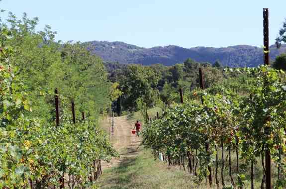 Bosco Delle Vigne